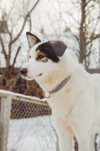 Hugo